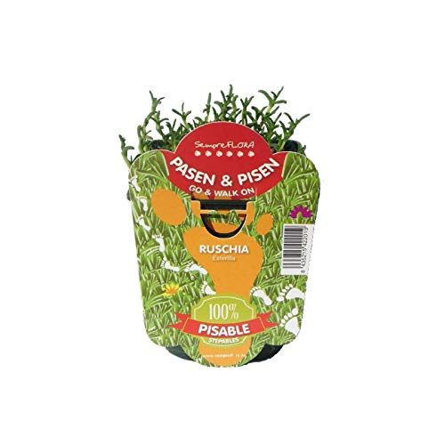 Messen Ruschia Planta Tapizante Natural en Maceta Pequeña Corre Corre Mesen