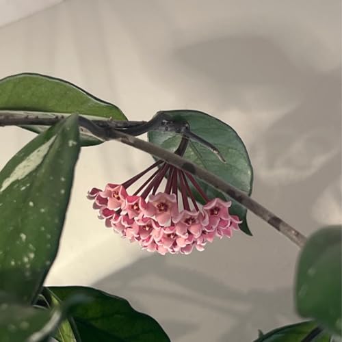 Page de couverture de Episode 289 - It’s time! Bringing your plants indoors for winter :)