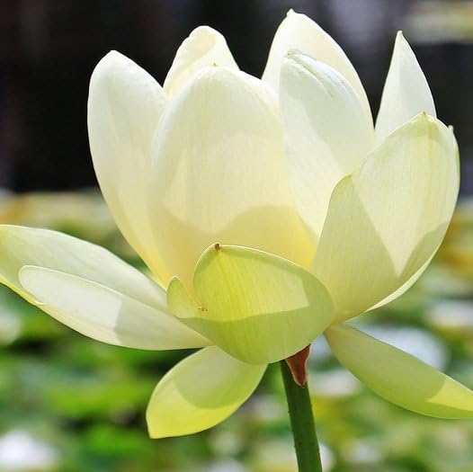 Image of Very Beautiful All SeasonYellow Water Lotus(Pack Of-2) /Water Kamal /Water Lily Plant (TUBER) Original Hybrid Veriety Blloming With In 30 Days For Outdoor & Indoor Live Plant.