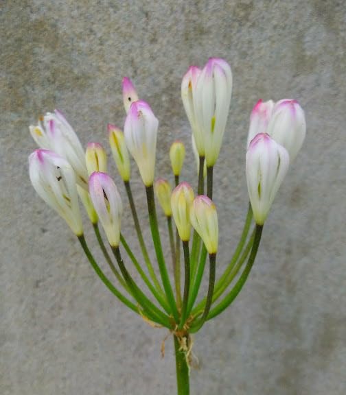 Agapanthus Strawberry Ice in 2 Litre Pot