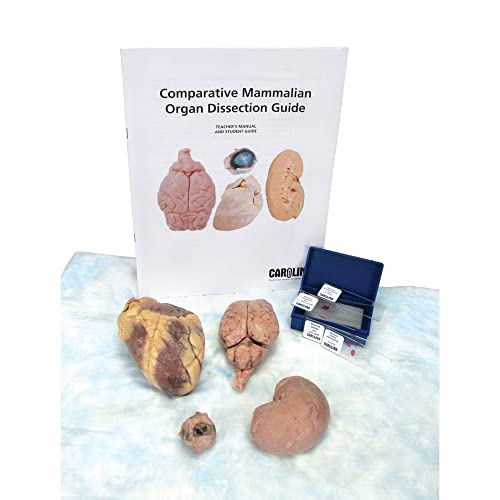 Carolina's Comparative Sheep Organ Dissection Kit – Comprehensive Mammalian Anatomy Study | Ideal For Biology Education