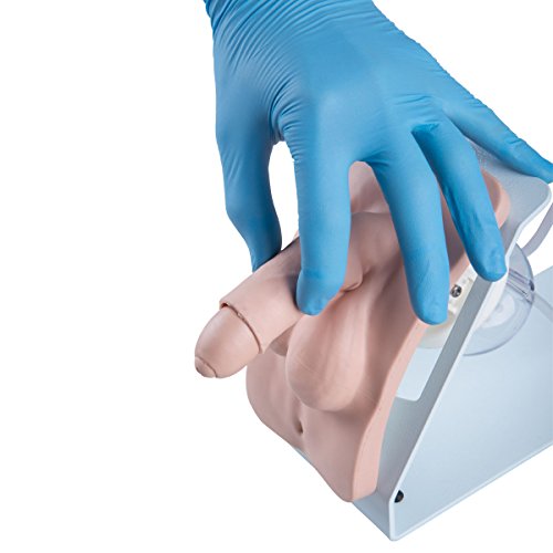 Image of 3B Scientific 1020842 Catheterization Simulator Female & Male Set Basic