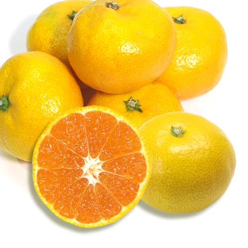 y\̔ 10{ȍ~zyQYz݂ 󂠂荬 승20 킹 QY 󂠂 ƒp Yn (10kg)