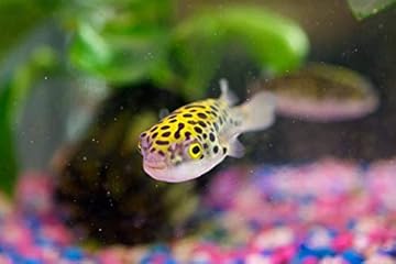 masked puffer fish invasive species