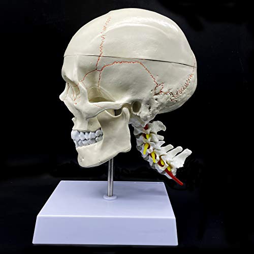 XINDAM Human Skull With Brain And Cervical Vertebra Anatomical Model Life-Size Anatomy For Science Classroom Study Display Teaching Model