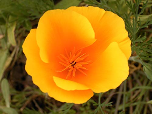 California Orange Poppy Flower Seeds,100 Count COOL BEANS N SPROUTS Brand. Home Gardening.