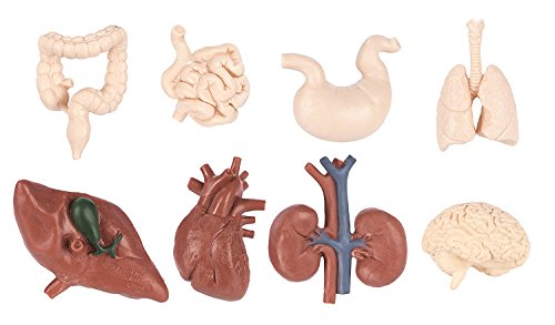 Safari 689304-Snl, Ltd. Human Organs Toob - Quality Construction From Safe And Bpa Free Materials Toy, Multicolor #TOP2