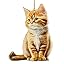 C|orange Cat