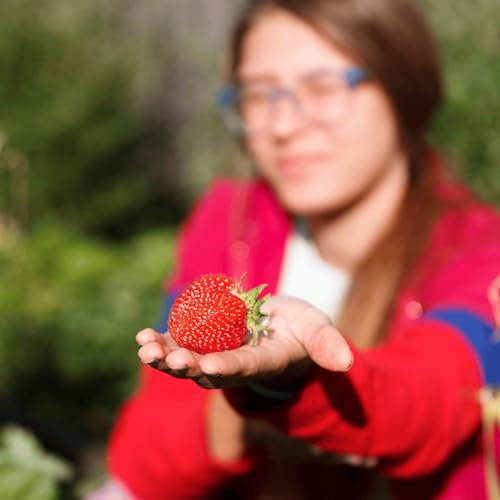 Seascape Strawberry Plants - Great for Planters - Day Neutral (Heavy Producer) - Bare Root Strawberry Plants from Hand Picked Nursery (25)