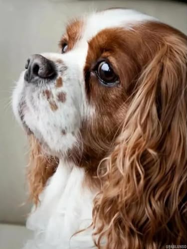 Art diamant complet Cavalier King Charles - Kit peinture 5D strass et broderie DIY