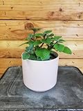 Plectranthus Swedish Purple, 4" Plant