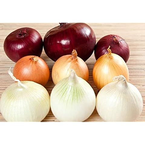 Seeds Onion Giant Variety Mix Heirloom Vegetable for Planting Non GMO Cover