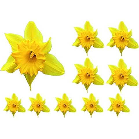 Daffodil Flower Decals Car Stickers Graphics Nursery Wall Window Decorations Art 10 Pack (10) Cover