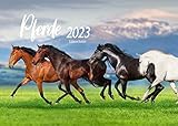 Edition Seidel Pferde Premium Kalender 2023 DIN A3 Wandkalender Weltweit Tiere Pferde Pony Pferdekalender Stute Fohlen Natur Sonne Strand Weide Meer