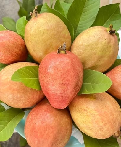 Image of Red Guava Hybrid Live Plant, All Seasons Sweet Fruit Tree for Home Garden, Height 30-60 cm, Indoor Outdoor