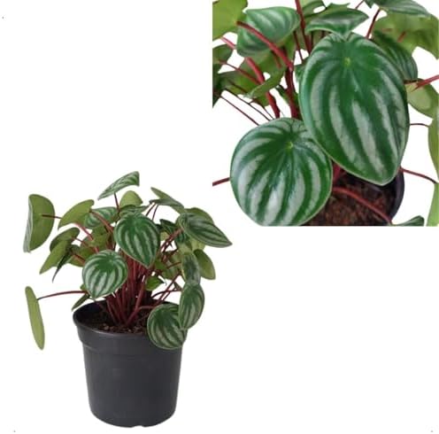 Peperomia Melancia Folhagem Natural Planta Adulta