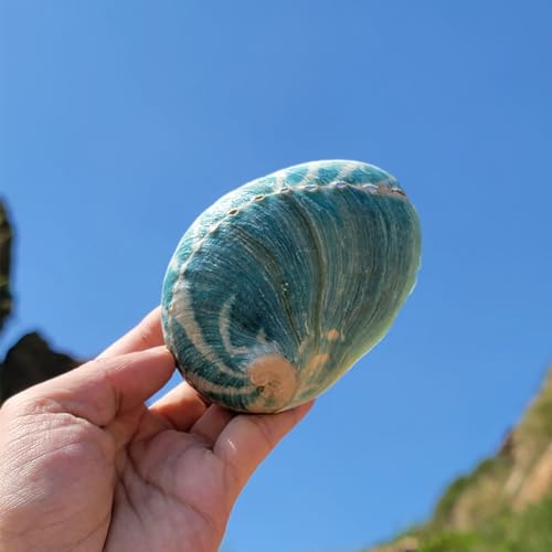 Concha de caracola abulón azul cielo de 10 cm como objeto decorativo 4