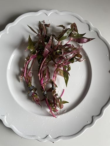 Scarlet Temple Live Aquarium Stem Plant