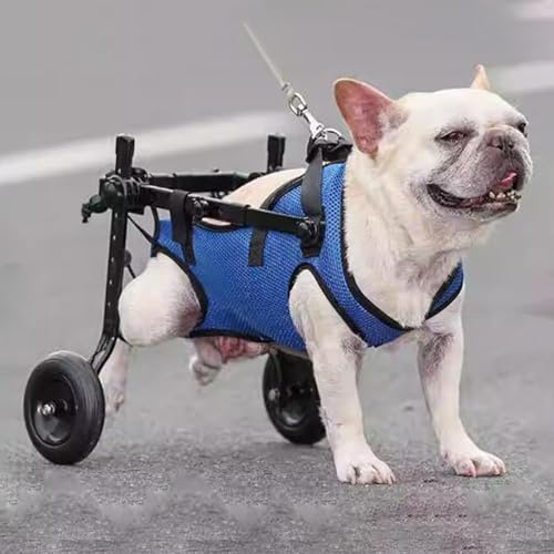 Silla de ruedas para perros con movilidad reducida en patas traseras