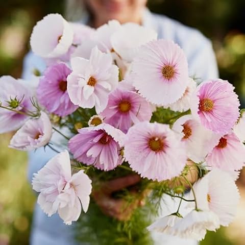 Cosmos Seeds 200 + Cosmos Cupcake Mix Flower Cover