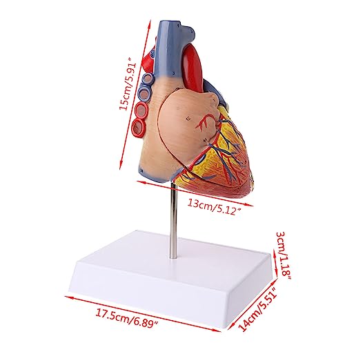Cœur humain modèle anatomie médecine viscérale médicale décomposée