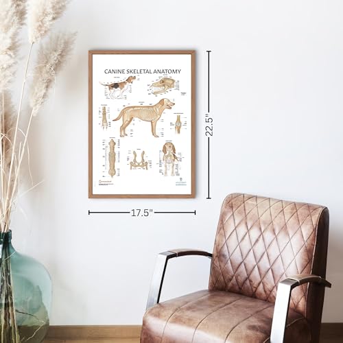 Image of Anatomy Lab Canine Skeletal Anatomy Poster, LAMINATED, Veterinary Anatomy and Physiology, 17.3 x 22.5 Inches, Dog Skeletal System Diagram, Animal Anatomical Chart for Education Learning and Students