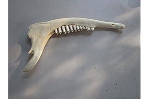 Deer Taxidermy Supplies for Bone/ Antler Crafting