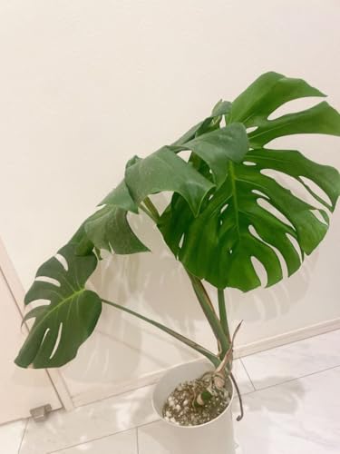 観葉植物 モンステラ 幹上がり」の人気商品一覧 | 安い商品を通販