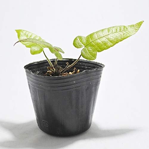 Amazon Co Jp コケのインテリア コケリウム テラリウム シダ植物 山野草 苔盆栽 苔玉 アミシダ Diy 工具 ガーデン