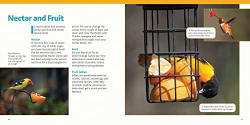 How to Feed Backyard Birds: A Step-by-Step Guide for Kids
