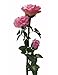 Solaration8482; Solar Pink Rose Flower Lights Outdoor Decorative Lights Year-round, Great Gift!