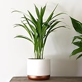 1 x Areca Palm Tree | Areca Dypsis Palm | Golden Cane | Air-Purifying Indoor Plant | Pet-Friendly | Elegant Arching Foliage | Ideal for Home Display - 9cm Pot by Thompson and Morgan - Image 4