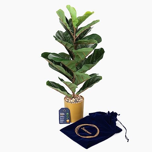 SUSESSENCE - Chic 2.5 Ft/30 Inch Artificial Fiddle Leaf Fig Tree in Gold Pot | Faux Ficus Lyrata for Home Office Decor | Cute Fiddle Leaf Fig Tree for Housewarming Gift | Fake Plant for Home Decor