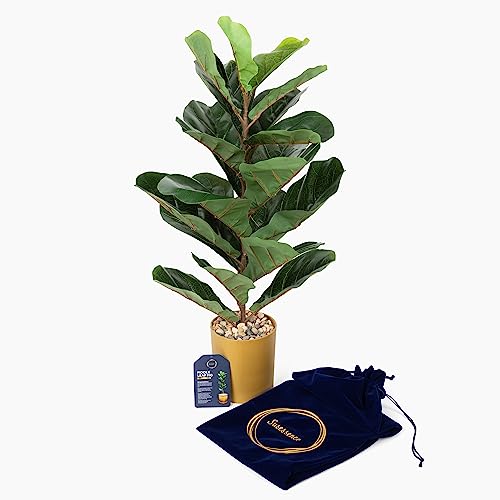 Susessence - Chic 2.5 Ft/30 Inch Artificial Fiddle Leaf Fig Tree In Gold Pot | Faux Ficus Lyrata For Home Office Decor | Cute Fiddle Leaf Fig Tree For Housewarming Gift | Fake Plant For Home Decor #TOP25