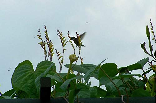 20 Ipomoea Seeds Firecracker Vine Flower Mina Lobata Exotic Love Spanish Flag Flower Seeds For Planting Outdoor #Rr01 #TOP3