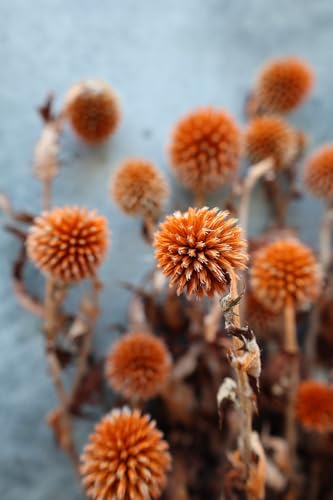Ramillete de Echinops Secos 3 Ramos Naranja Decoración miniatura 4