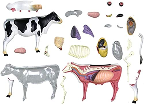 Skelett Anatomie Modell, Tier Anatomie Modell, Kuh Anatomie Modell Mit Abnehmbarem 29-Teil Kuh Organ Anatomie Lehrmodell