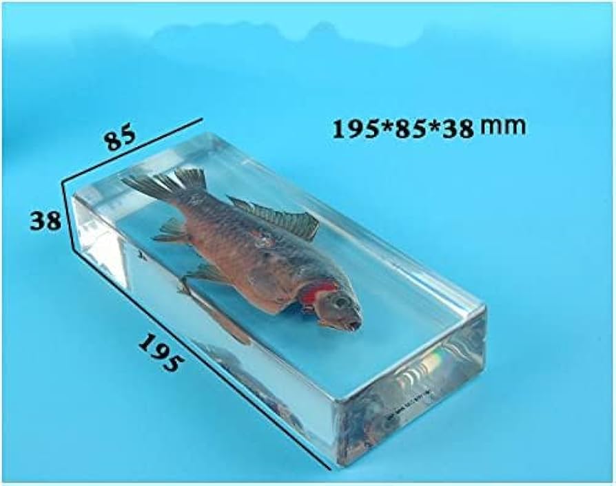 魚の標本 手のひらサイズ 魚の標本 手のひらサイズ 61ZeHPz1PxL._UF350,350_QL80_.jpg