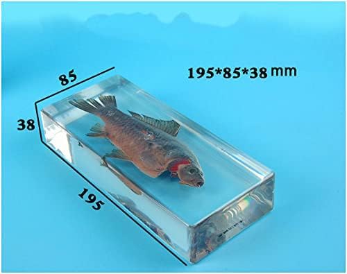魚類標本 Amazon.co.jp: 魚スケルトン標本 文鎮 科学教室の標本科学教育