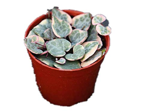 KINGDUO Egrow: 100Pcs/Bag Ceropegia succulenta
