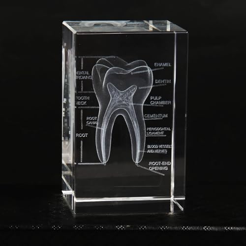 Image of 3D Human Crystal Tooth Model SingleTooth Analysis ModelMedical Dental Education Tool for Educational Science Office Decor Dentists Gifts