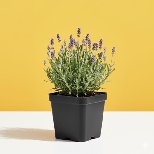 Image of Rare & Beautiful Lavender Live Plant for Home Gardening | Healthy Aromatic Flowering Plant for Indoor Outdoor Balcony & Rooftop (Pack of 1)