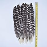 10 pièces/lot plumes d'aigle naturelles pour la décoration dinde oiseau faisan artisanat carnaval accessoires plume décor bricolage Plumes-7.
