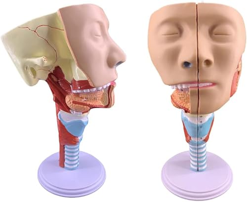 Modèle de gorge larynx trachée anatomique avec cavité nasale pour enseignement