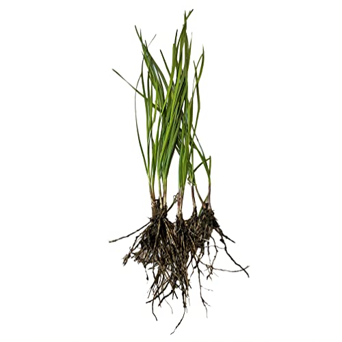 10 Plants: Organics Garlic Chives Live Plant Bare Roots Hardy Perennial Herb Jiu Cai Chive-10Pk-Npf #TOP23