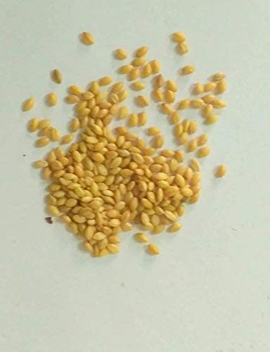 Verdor Guinea Grass Seeds(Pack of 200 gm),alfa grass seed,american grass seeds for home garden,jinjwa grass seed for lawn,grass seeds (B0B7S1XFJQ) Amazon Price History, Amazon Price Tracker