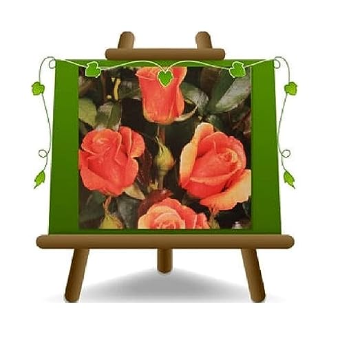 Rose Nobili Grandes Fleurs Hybride 8-10 cm de Thea Cherry Brandy 85 - Vase: 19x19 cm 6 litres - Âge: 3 ans