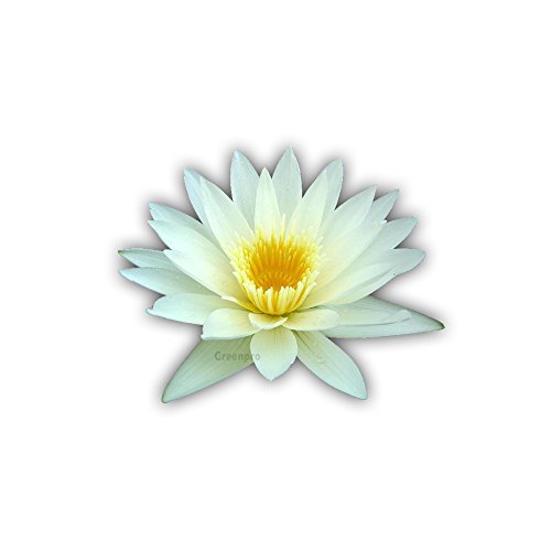 Live Aquatic Plant White Thammanoon Tropical Water Lilies Tuber for Aquarium Freshwater Fish Pond by Greenpro