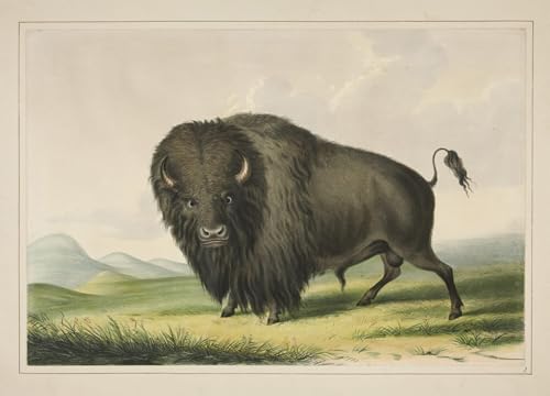 Affiche de Peinture Animal George Catlin Toile Décoration Salon
