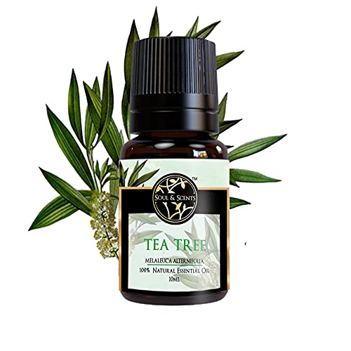 Soul & Scents Australian Tea Tree Essential Oil | Woody Aroma | 100% Organic | Supports Wellness & Provides Soothing Relief | Ideal for Acne Treatment, Cosmetics, & Household Cleaning | 10 ml